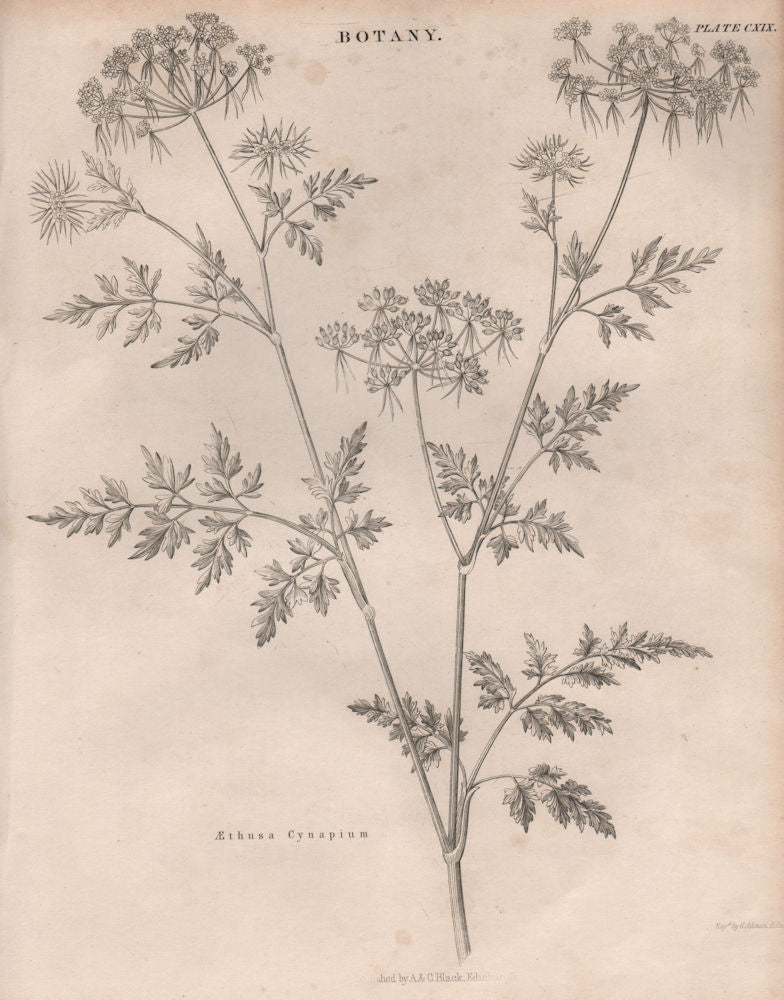 Aethusa Cynapium (fool's parsley, fool's cicely, poison parsley) BRITANNICA 1860